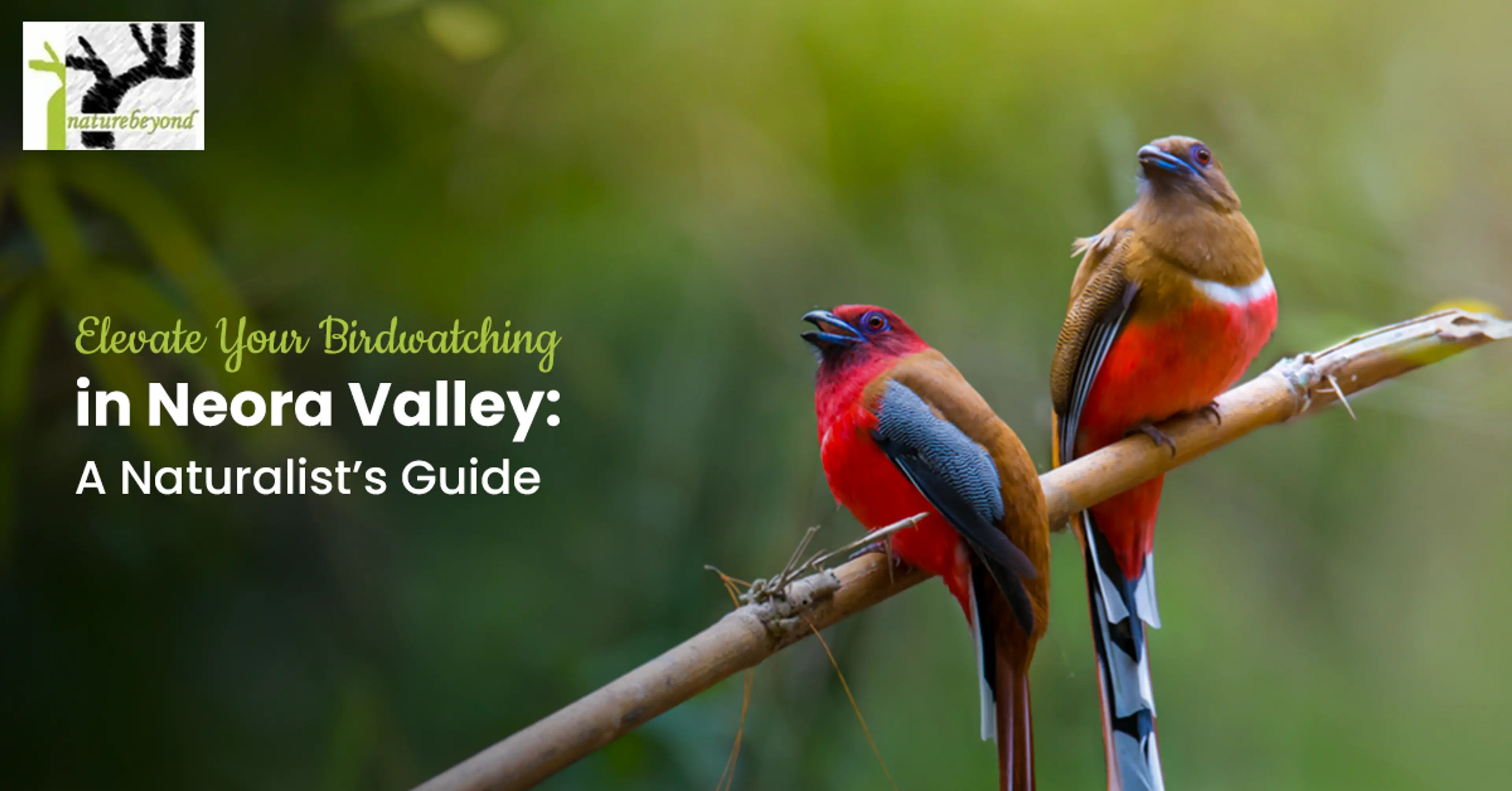 Elevate Your Birdwatching in Neora Valley